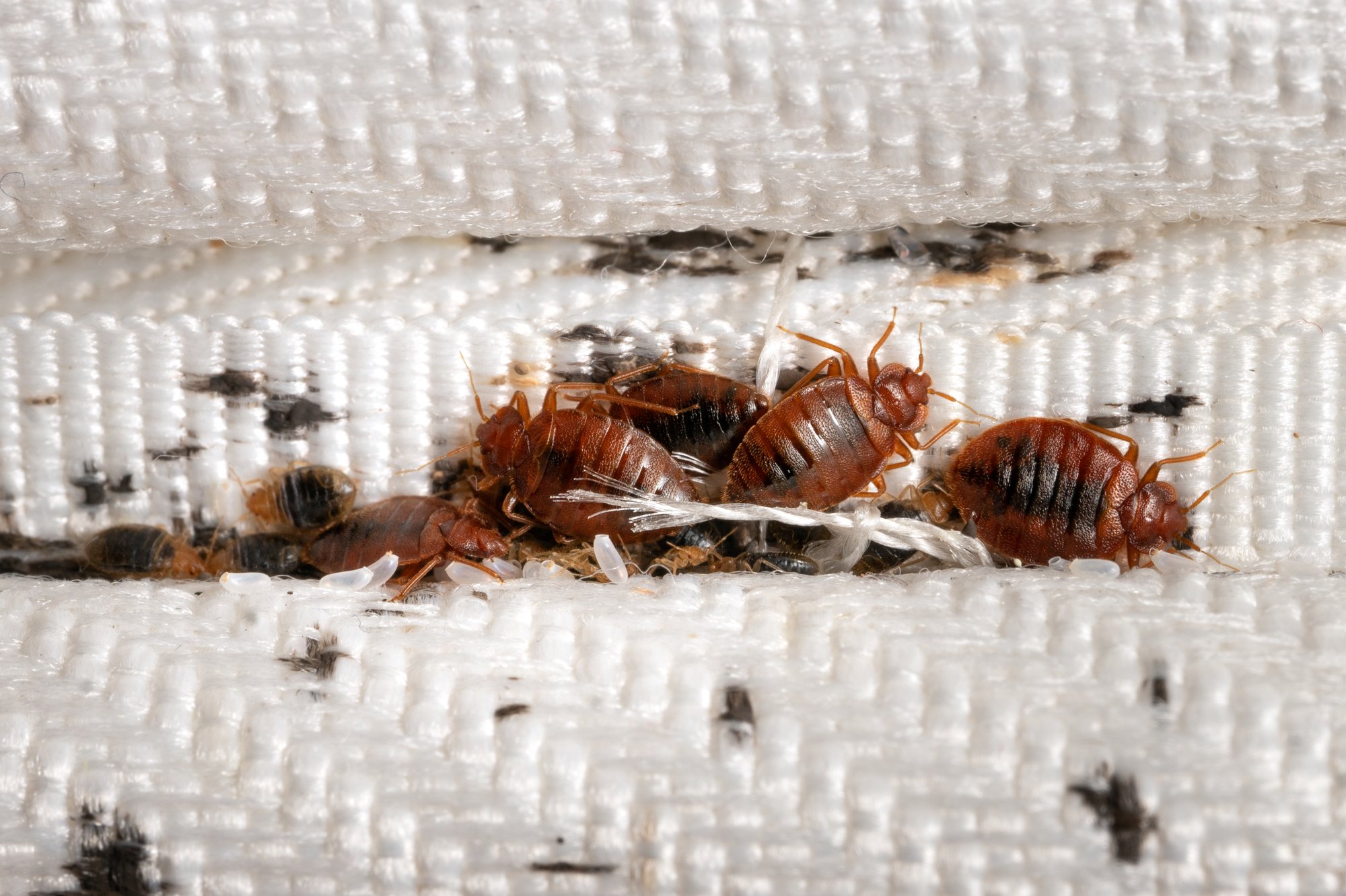 bed bugs on a mattress with bed bug eggs